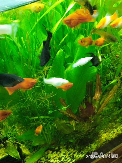 Аквариумные растения