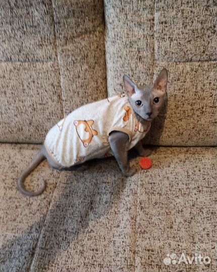 Донской сфинкс кот