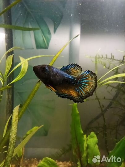 Готовые нано аквариумы 20л и куб с гуппи 30л