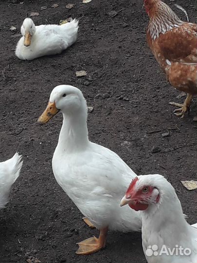 Утки 4 месяца Стар 53