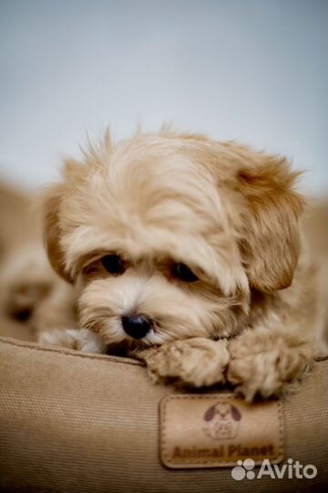 Мальтипу микро Бони