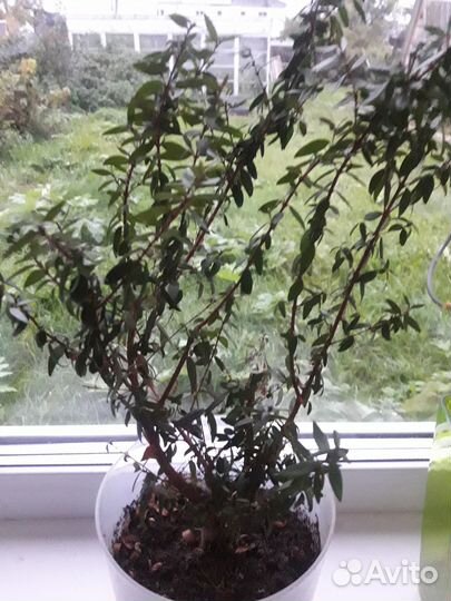 Комнатные цветы мирт