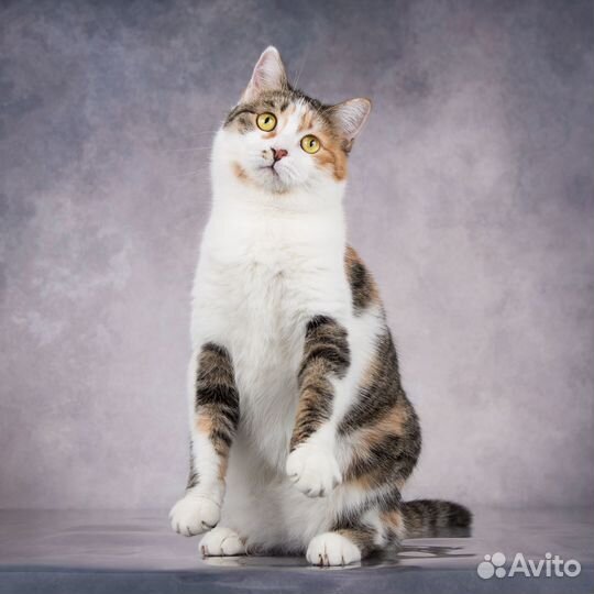 Ласковейшая трехцветная кошка Сильвия