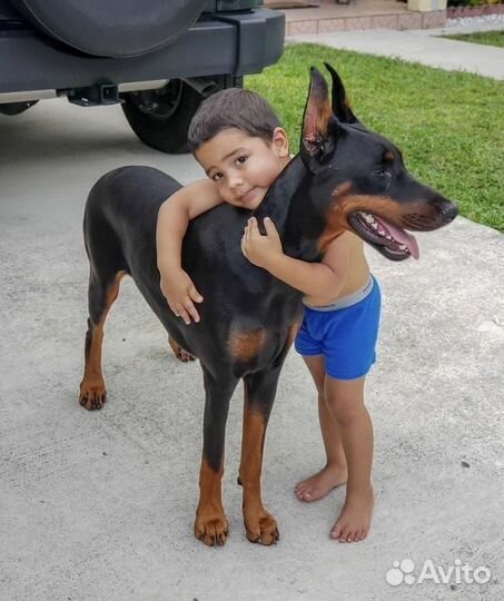 Продам щенка добермана