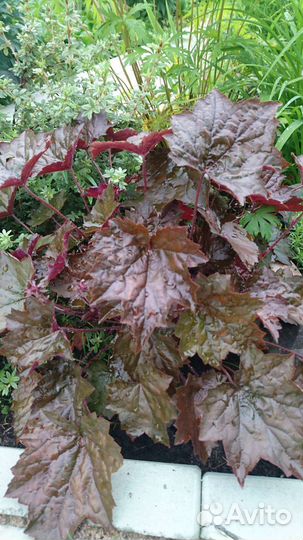 Многолетние цветы