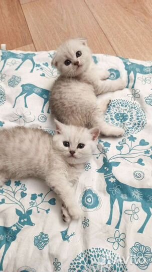 Шотландские котята серебристые шиншиллята