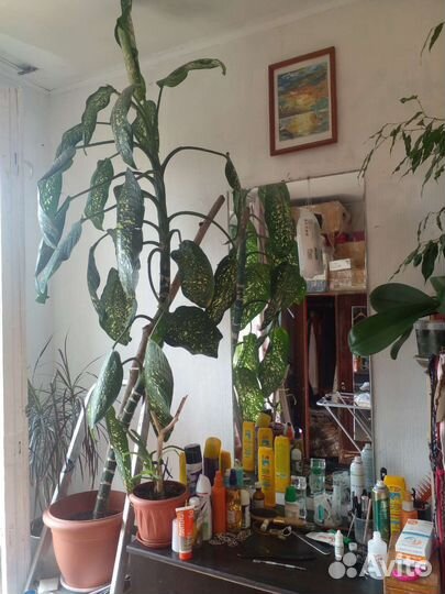 Диффенбахия