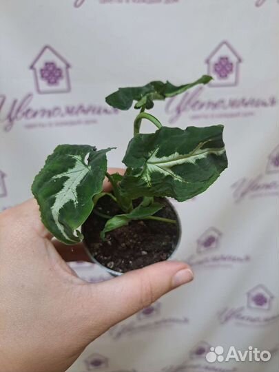 Филодендрон, Хойя, Фикус, сингониум и др