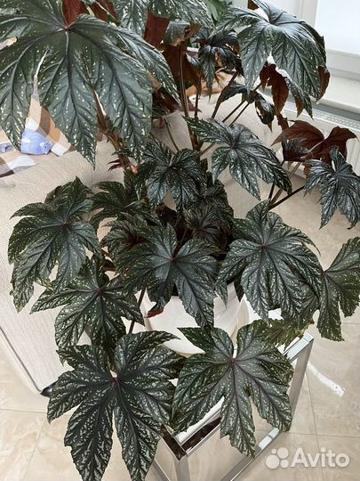 Бегония грифон