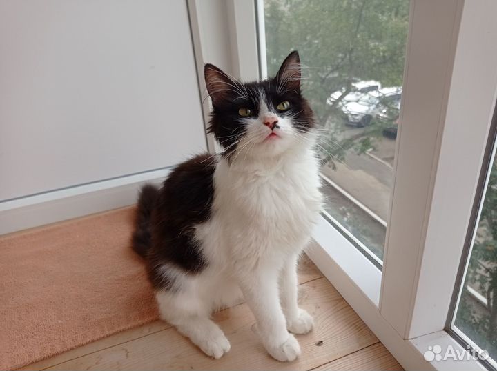 Кошка бесплатно
