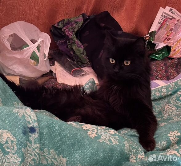 Черный красавец в добрые руки