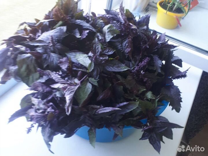 Базилик свежий