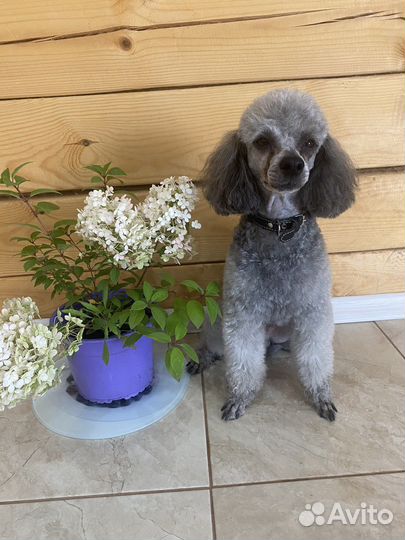 Мини пудель