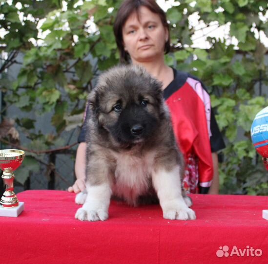 Щенки Кавказской Овчарки
