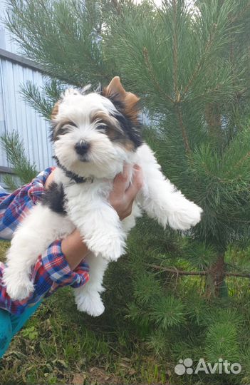 Бивер терьер щенки