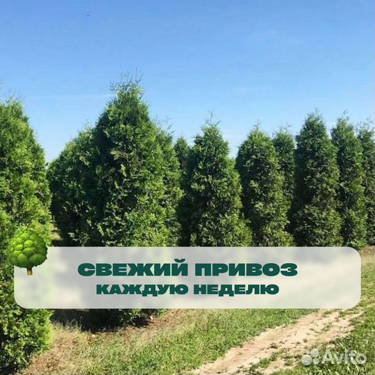 Туя с доставкой на участок