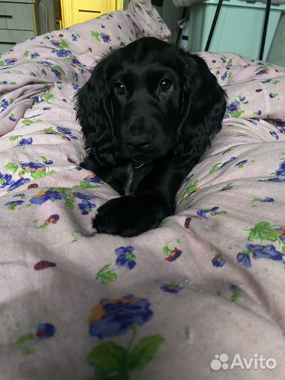 Русский спаниель