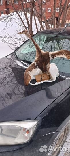 Чучело птицы