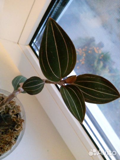 Орхидея лудизия