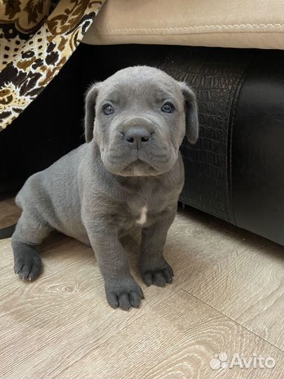 Щенки кане Корсо