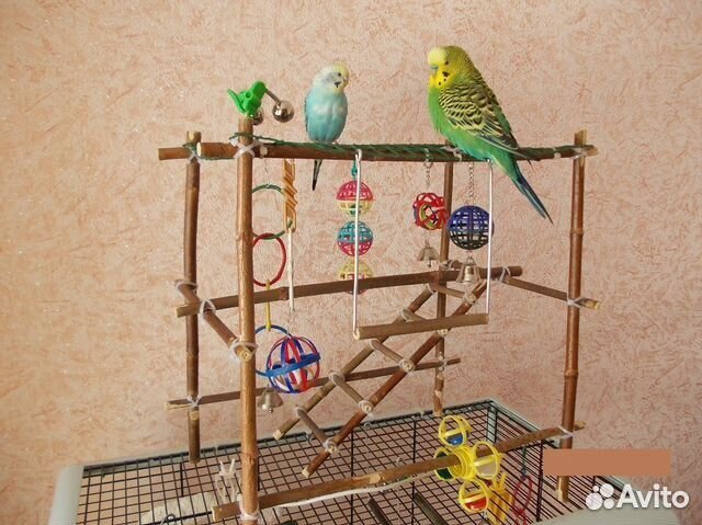 Волнистый попугай