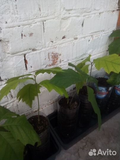 Саженцы красного канадского дуба (Quercus rubra)