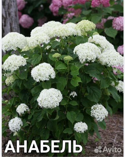 Гортензия метельчатая