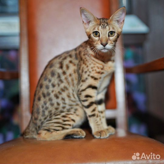 Саванна Ф3, девочка