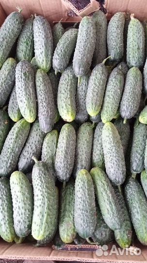 Огурцы свежие