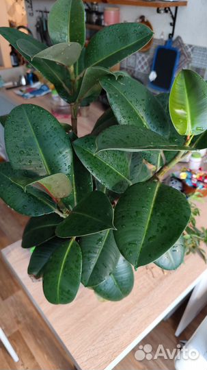Фикус каучуконосный эластика