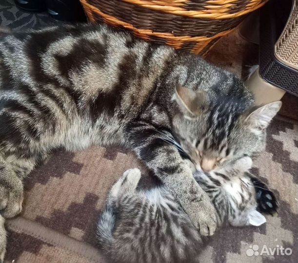 Котята британки