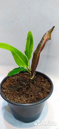 Кодиеум кротон