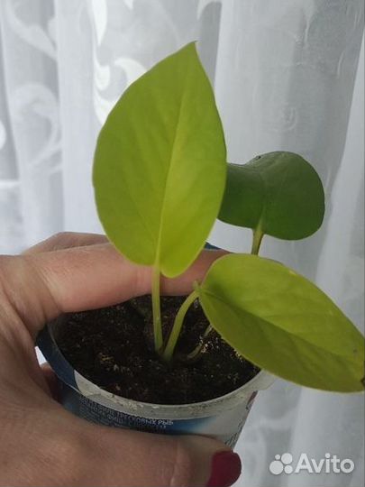 Сциндапсус эпипремнум неон голден