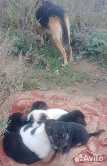 Щенок от овчарки, метис, девочка