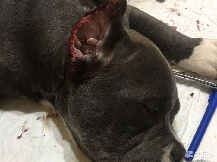 Купирование ушей, Вакцинация, Чипирование,кастраци