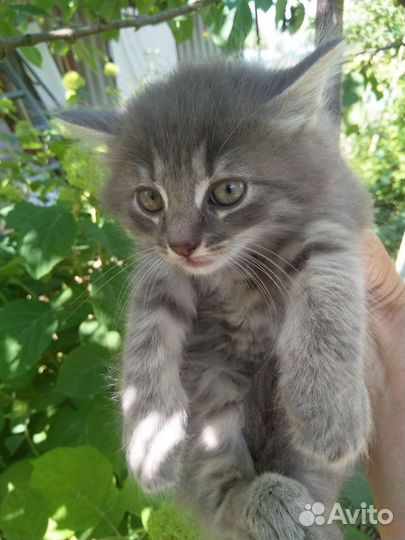 Котята в добрые ручки