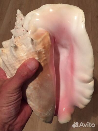 Ракушка раковина морская гигант