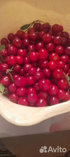 Вишня свежая с куста