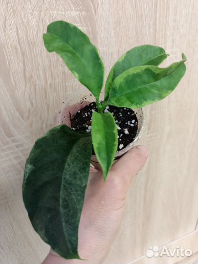 Хойи, часть 4