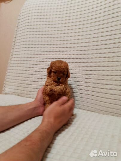 Мальтипу micro тедди