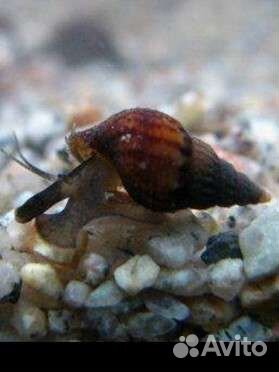 Улитки аквариумные мелания