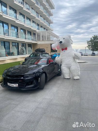 Белый мишка поздравление/гендер пати под ключ