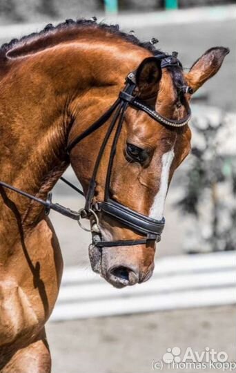 Уздечки, мундштуч.оголовье,нагавки,конная амуниция