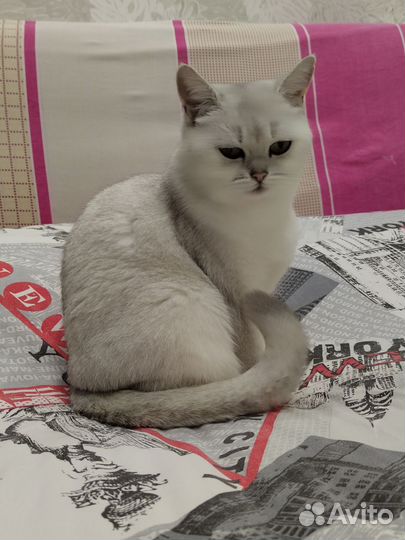 Передержка собак и кошек