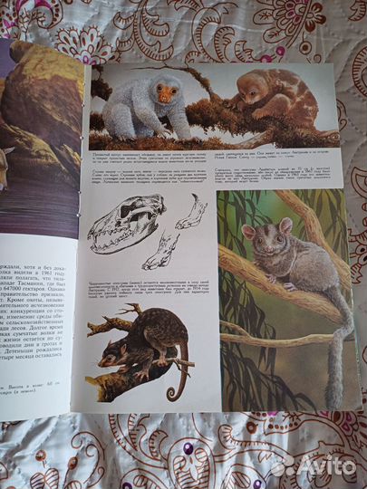 Энциклопедия тайная жизнь животных