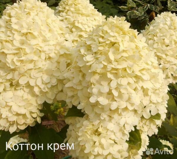 Гортензия метельчатая