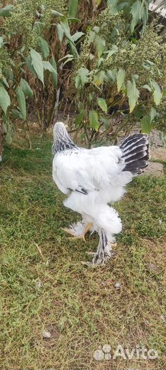 Молодые петушки Брама Светлая колумбийская