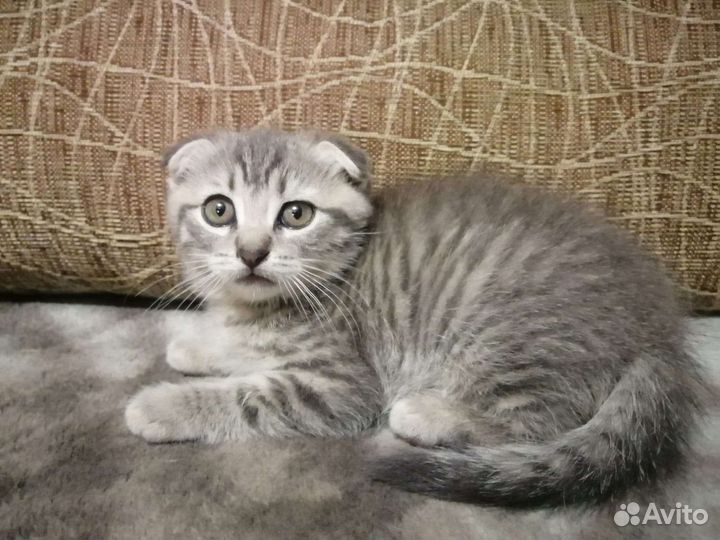 Шотландские вислоухие котята