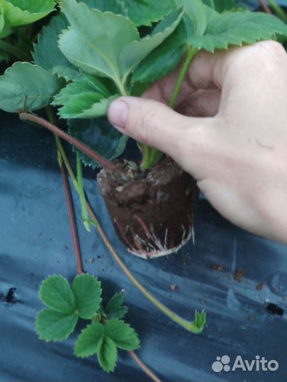 Рассада клубники