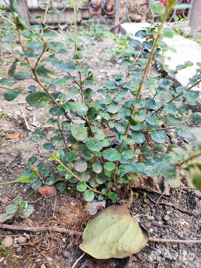 Кизильник декоративный, самшит